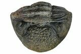 Bargain, Enrolled, Pedinopariops Trilobite - Mrakib, Morocco #165881-2
